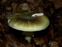 Grüner Knollenblätterpilz